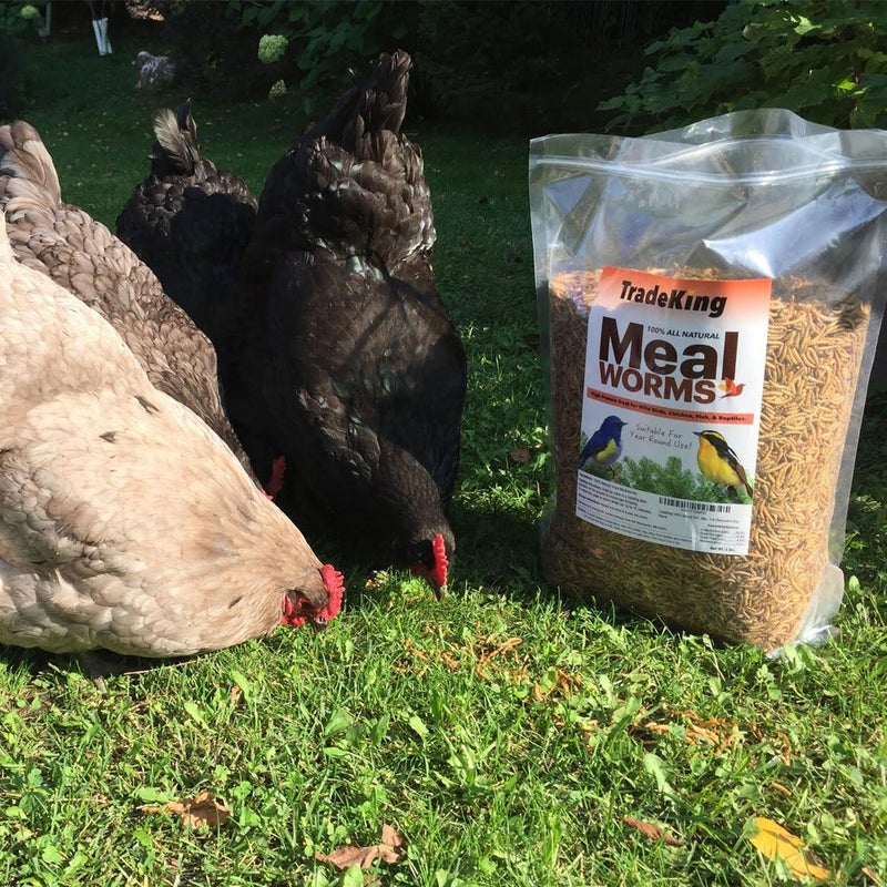 TradeKing 1 lb Dried Mealworms - High Protein Treat for Wild Birds, Chicken, Fish & Reptiles - Image 2